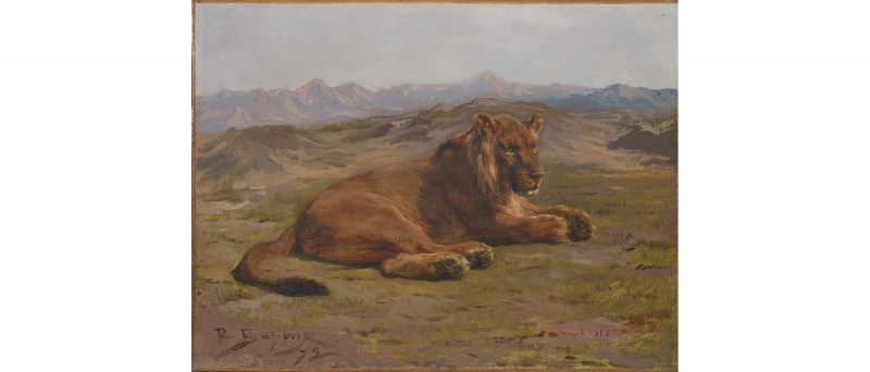 Bonheur, crouching lion, tr.2013.07