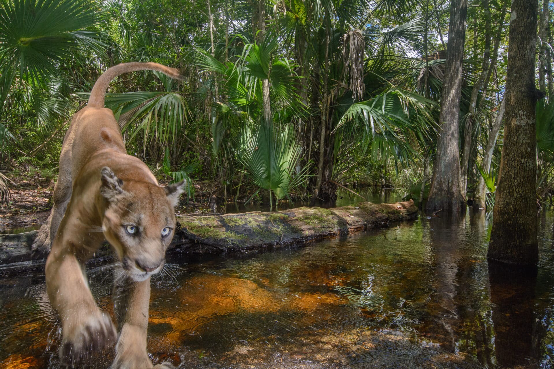 Carlton Ward Jr.: Hidden Lands and Waters, Our Unifying Bond