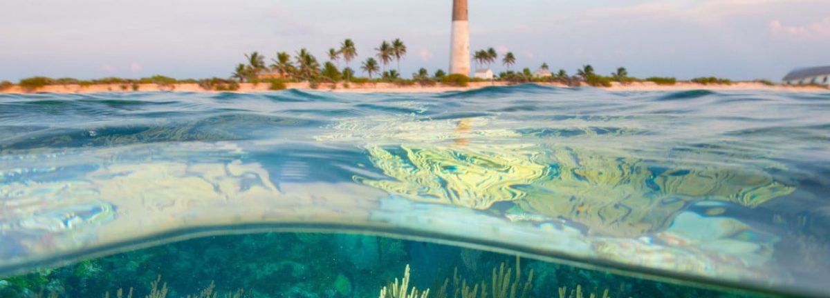 462 Reef at Loggerhead Key - LE Tier 2 by Carlton Ward