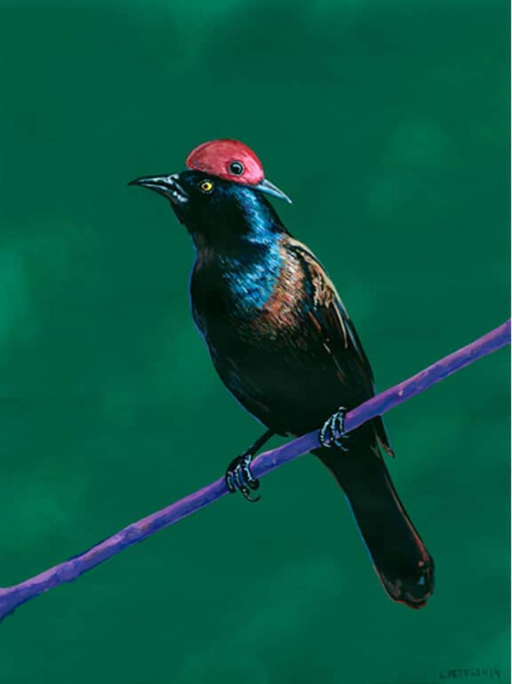 grackle_(1)